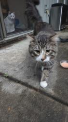 Found/Stray Unknown Cat last seen Duluth street robbinsdale, Golden Valley, MN 55427