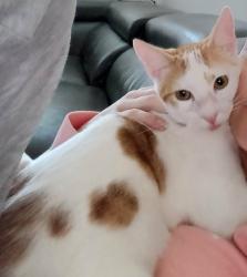 Lost Male Cat last seen Beauchamp road matraville, Matraville, NSW 2036
