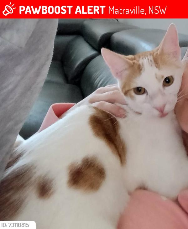 Lost Male Cat last seen Beauchamp road matraville, Matraville, NSW 2036