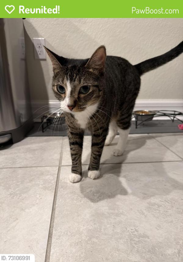 Reunited Male Cat last seen San Fratello Circle, Wellington, FL 33467