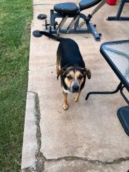 Found/Stray Male Dog last seen NW 50th and Portland, Oklahoma City, OK 73112