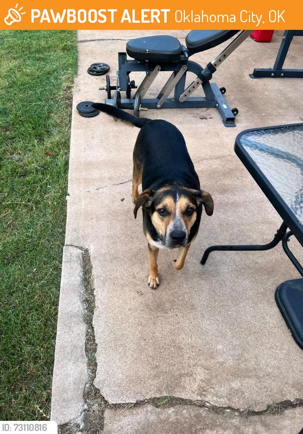 Found/Stray Male Dog last seen NW 50th and Portland, Oklahoma City, OK 73112