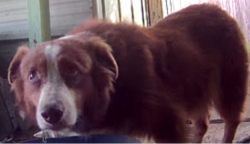 Reunited Unknown Dog last seen Richey St & W Southmore Ave, Pasadena, TX 77502, EE. UU., Pasadena, TX 77502