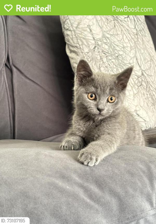 Reunited Male Cat last seen Burns Avenue, West Midlands, England WV10 6BH