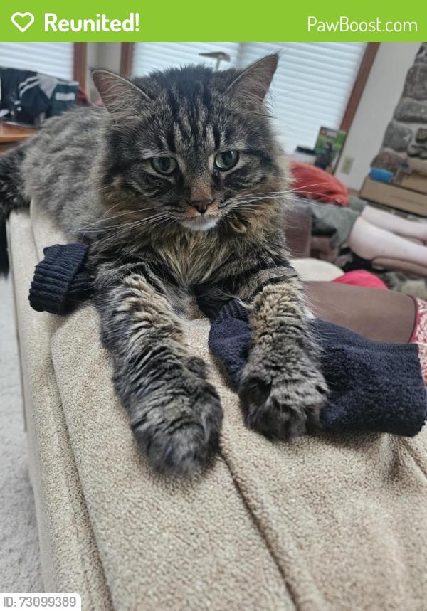 Reunited Male Cat last seen Nicolet/American Drvand Prospect, Appleton, WI 54914