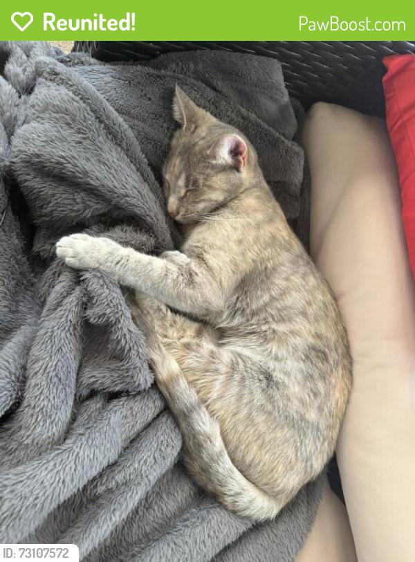 Reunited Female Cat last seen Near Holly Dr, Woodbury, NJ 08096, USA, Woodbury, NJ 08096