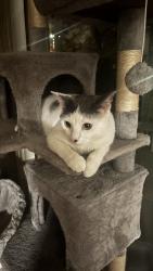 Reunited Male Cat last seen Near and Schoenherr Rd., Warren, MI 48088
