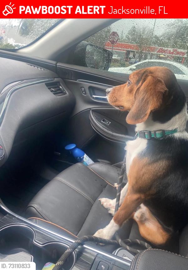 Lost Male Dog last seen Normandy, Jacksonville, FL 32221