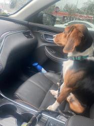 Lost Male Dog last seen Normandy, Jacksonville, FL 32221