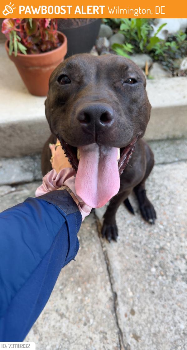 Found/Stray Female Dog last seen Kosciusko park, Wilmington, DE 19805