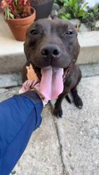 Found/Stray Female Dog last seen Kosciusko park, Wilmington, DE 19805