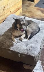 Reunited Male Dog last seen Sorghum Mill/234th and MacArthur, Edmond, OK 73025