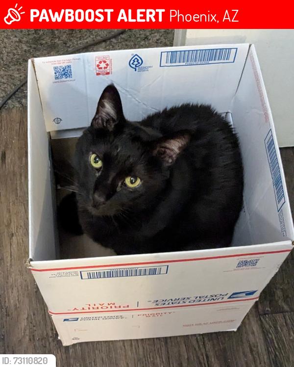 Lost Male Cat last seen Carlyle apmts 5151 E Guadalupe Rd Phoenix, AZ 85044, Phoenix, AZ 85044