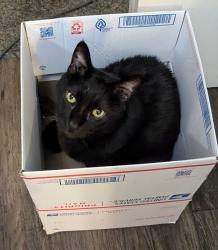 Lost Male Cat last seen Carlyle apmts 5151 E Guadalupe Rd Phoenix, AZ 85044, Phoenix, AZ 85044