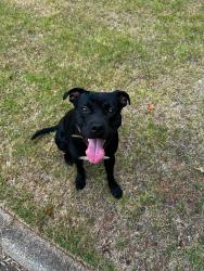 Found/Stray Male Dog last seen Parkstone drive and hall road, Greenville County, SC 29609