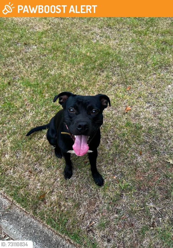 Found/Stray Male Dog last seen Parkstone drive and hall road, Greenville County, SC 29609