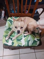 Reunited Male Dog last seen General Kruger Blv, San Antonio, TX 78213