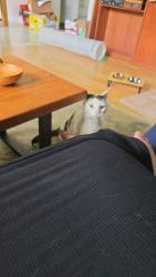 Lost Male Cat last seen District BelleVue, Gatineau, QC J8R 2H3