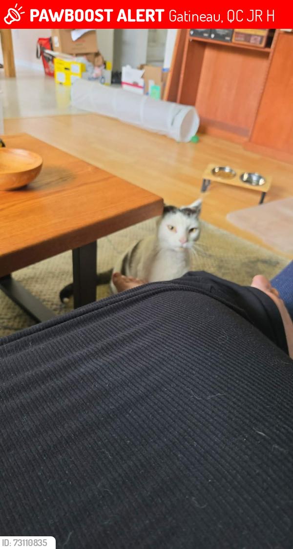 Lost Male Cat last seen District BelleVue, Gatineau, QC J8R 2H3