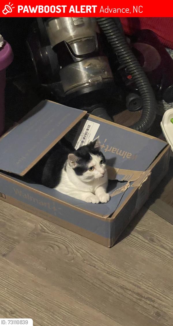 Lost Male Cat last seen Baileys chapel rd, Advance, NC 27006