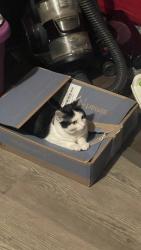 Lost Male Cat last seen Baileys chapel rd, Advance, NC 27006