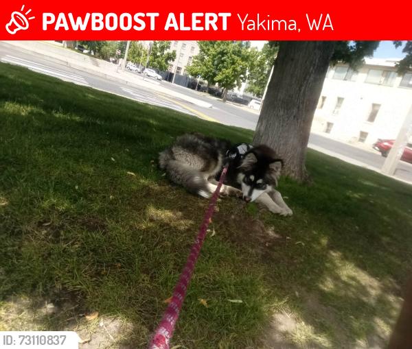 Lost Male Dog last seen Safeway on 5st yakima wa, Yakima, WA 98902