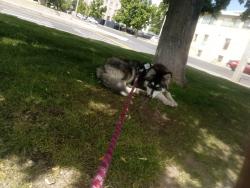 Lost Male Dog last seen Safeway on 5st yakima wa, Yakima, WA 98902