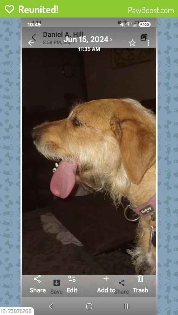 Reunited Female Dog last seen Milwaukee and 6th., Menasha, WI 54952
