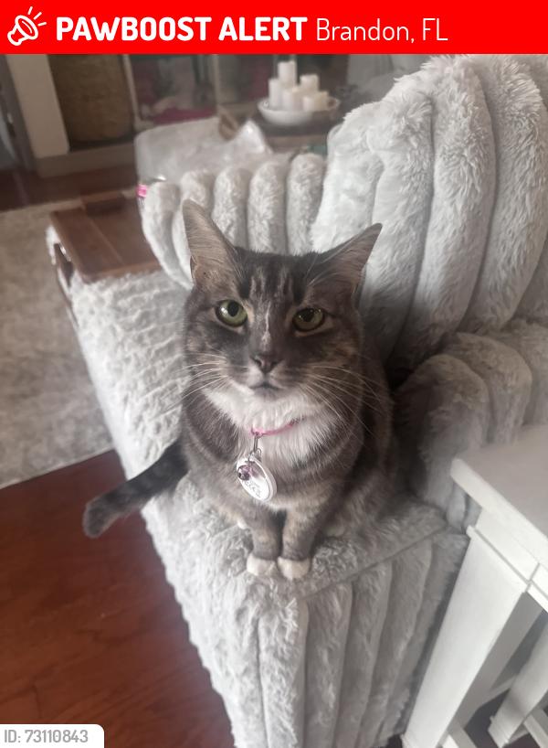 Lost Female Cat last seen Near Bell Shouls and flt Wood ct., Brandon, FL 33511