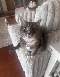 Lost Female Cat last seen Near Bell Shouls and flt Wood ct., Brandon, FL 33511