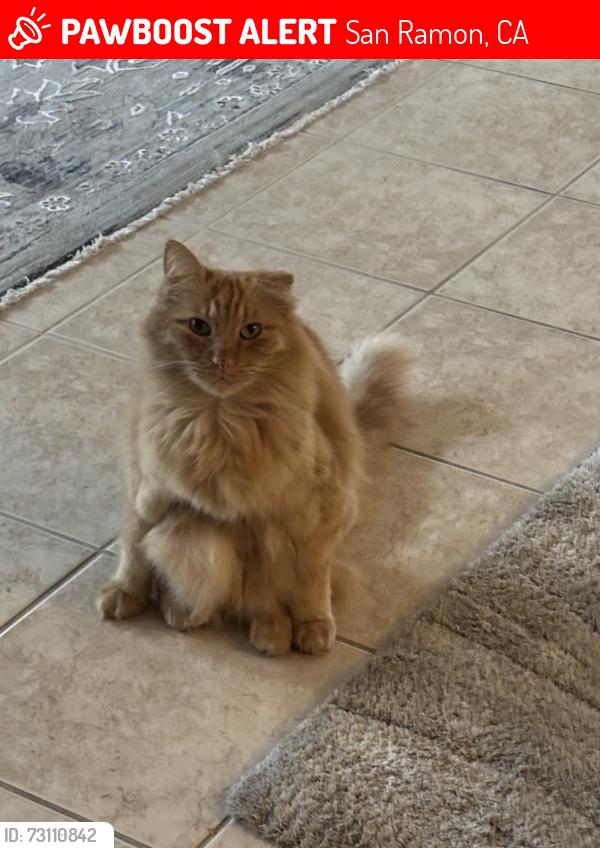 Lost Male Cat last seen Amaryllis Circle, San Ramon, CA 94582