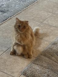 Lost Male Cat last seen Amaryllis Circle, San Ramon, CA 94582
