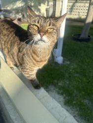 Reunited Female Cat last seen Near NW 42nd St, Lauderdale Lakes, FL 33319, USA, Lauderdale Lakes, FL 33319