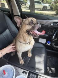 Found/Stray Male Dog last seen Wildhorse/dublin spring, San Antonio, TX 78254