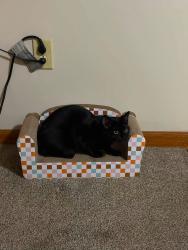 Reunited Female Cat last seen East Holly grove road and louya road, Lexington, NC 27360