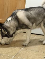 Reunited Female Dog last seen Russell and Boulder, Whitney, NV 89122