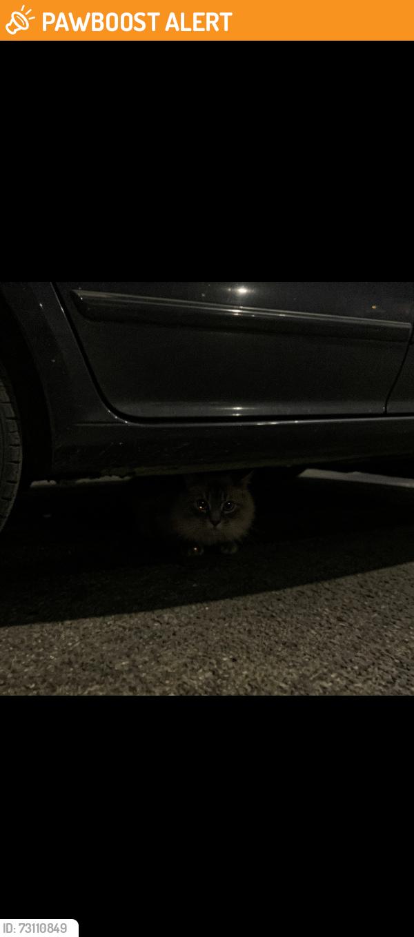 Found/Stray Unknown Cat last seen Near the horse dentist , Horndon on the Hill, England 