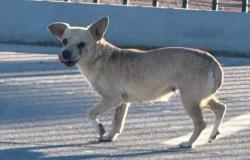 Found/Stray Unknown Dog last seen Nellis Meadows Park, Las Vegas, NV 89115