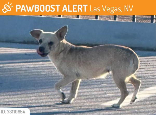 Found/Stray Unknown Dog last seen Nellis Meadows Park, Las Vegas, NV 89115