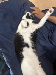 Reunited Male Cat last seen Frankstowne dr. , Naperville, IL 60565