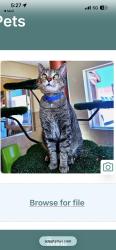 Reunited Male Cat last seen Near Camino Azul Lp, Rio Rancho, NM 87144, USA, Rio Rancho, NM 87144