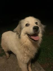 Found/Stray Female Dog last seen Freedom Baptist Church, McDowell County, NC 28761