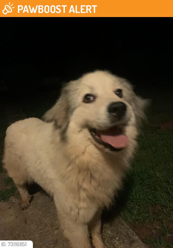 Found/Stray Female Dog last seen Freedom Baptist Church, McDowell County, NC 28761