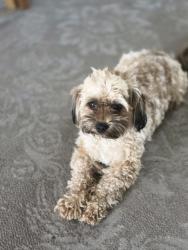 Lost Female Dog last seen Caunty rd 38, Platteville, CO 80651