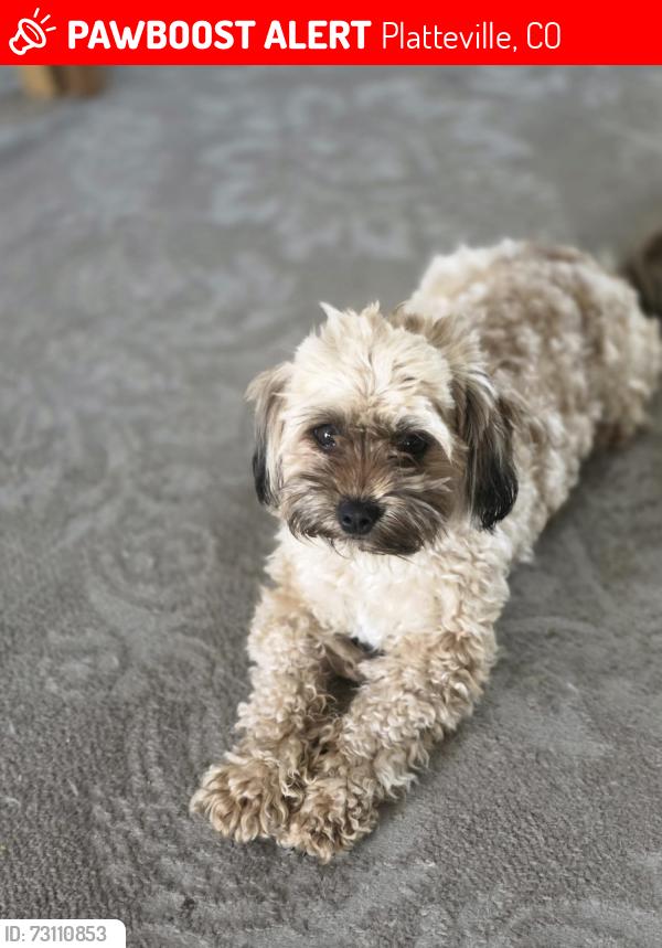 Lost Female Dog last seen Caunty rd 38, Platteville, CO 80651