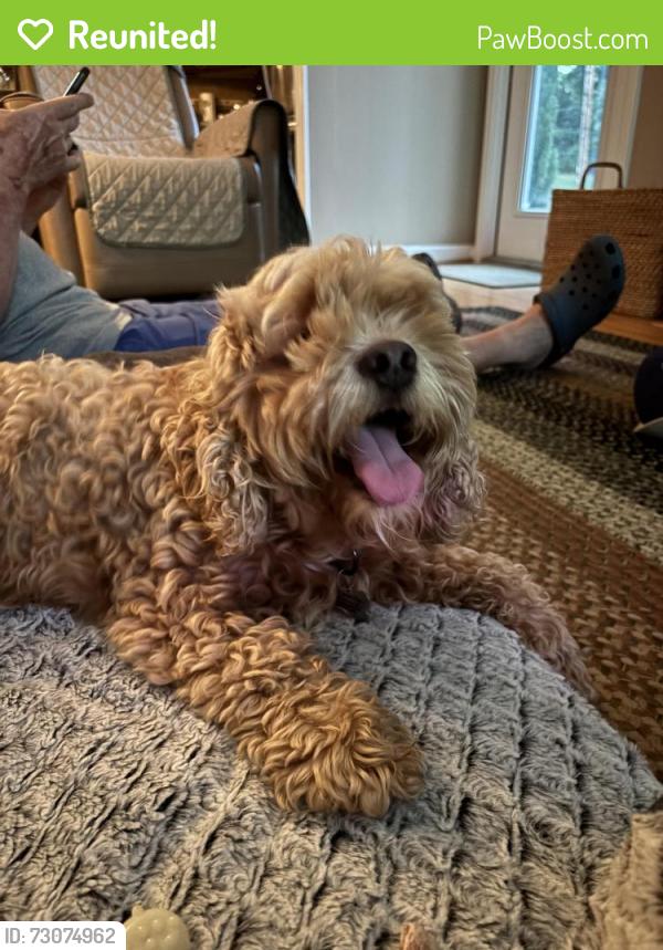 Reunited Female Dog last seen Peacehaven Rd and Spilsby Rd, Winston-Salem, NC 27104