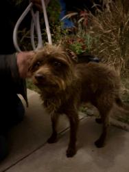 Reunited Male Dog last seen 189th st and Falda ave, Torrance, CA 90504