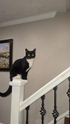 Reunited Female Cat last seen Near 13th Ave Prospect Park, Prospect Park, PA 19076