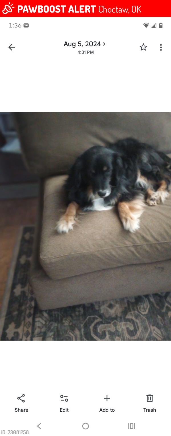 Lost Male Dog last seen 10th and Anderson, Choctaw, OK 73020