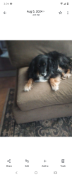 Lost Male Dog last seen 10th and Anderson, Choctaw, OK 73020